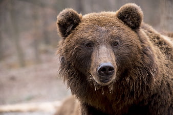 Close-up portrait of a brown bear with wet fur in a natural setting