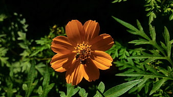 Close-up of Orange Cosmos Flower with Bee Pollinating