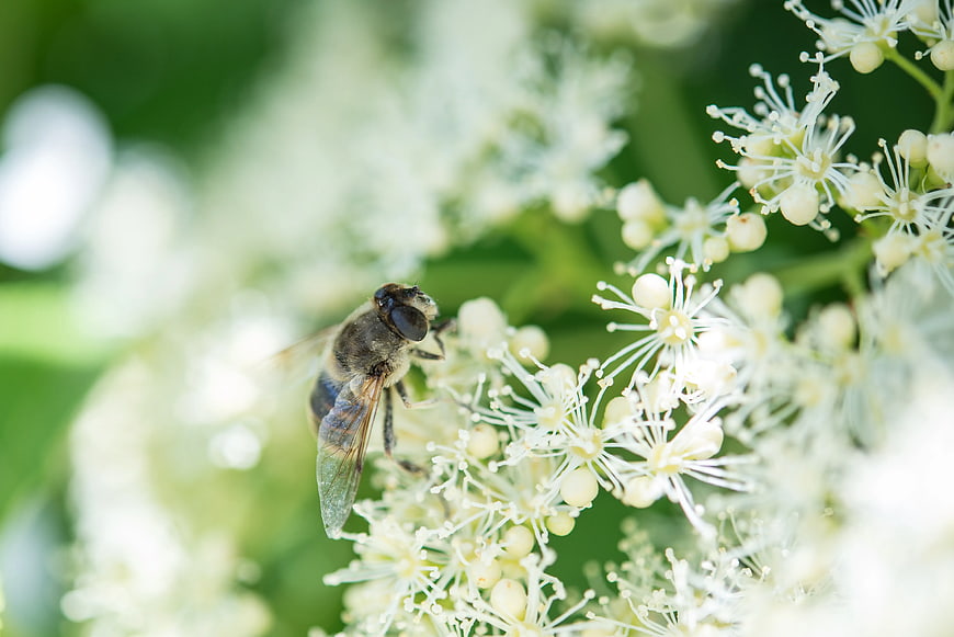 Close-up of a Hoverfly Pollinating White Elderflower