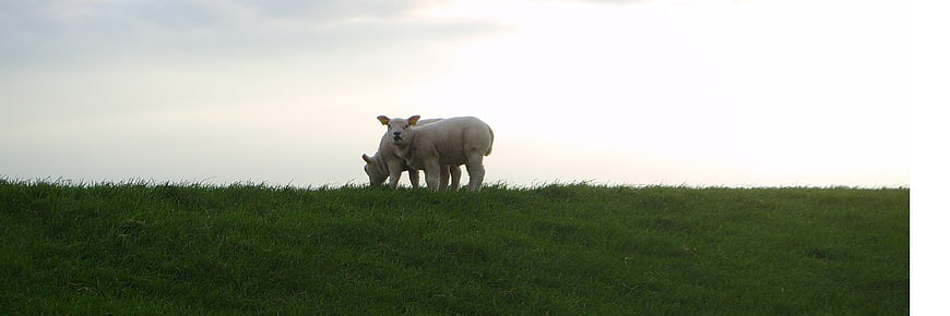 Two white lambs grazing on a green grassy hill