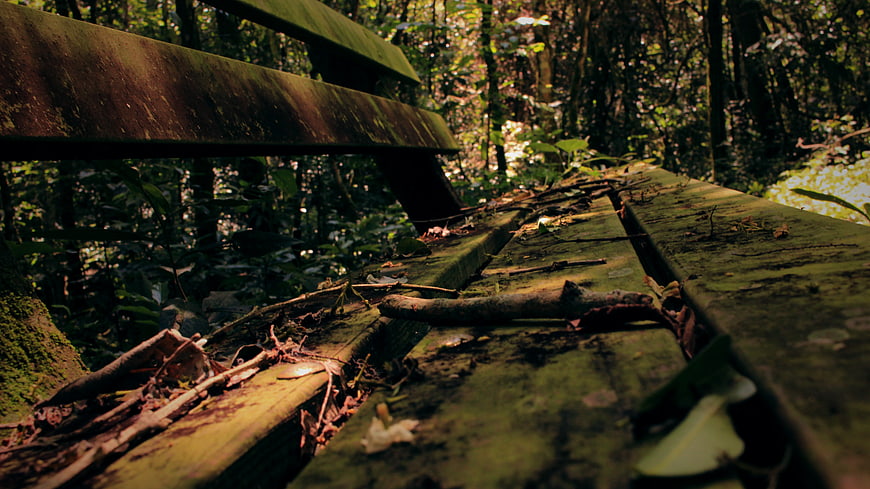 Weathered wooden bench in a lush green forest