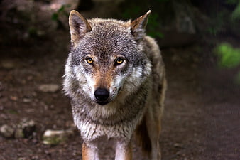 Portrait of a gray wolf in a forest setting
