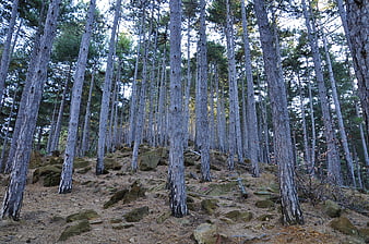 Tall Black Pine Trees in Rocky Forest Landscape