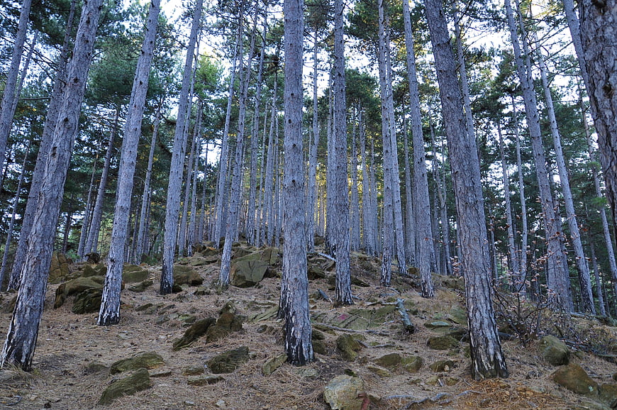 Tall Black Pine Trees in Rocky Forest Landscape
