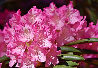 Close-up of vibrant pink rhododendron flowers in bloom