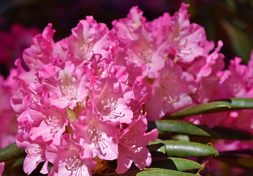 Close-up of vibrant pink rhododendron flowers in bloom