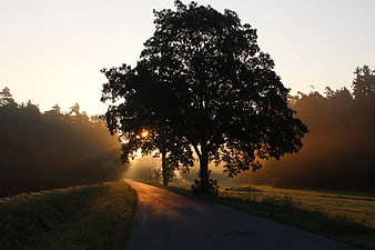 Silhouette of large tree on rural road at sunrise