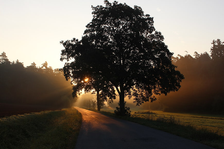 Silhouette of large tree on rural road at sunrise
