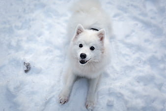White Japanese Spitz Dog Lying In Snowy Winter Landscape