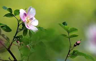 Delicate Pink Wild Rose Bloom with Green Foliage