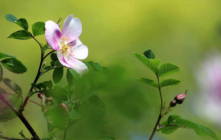 Delicate Pink Wild Rose Bloom with Green Foliage