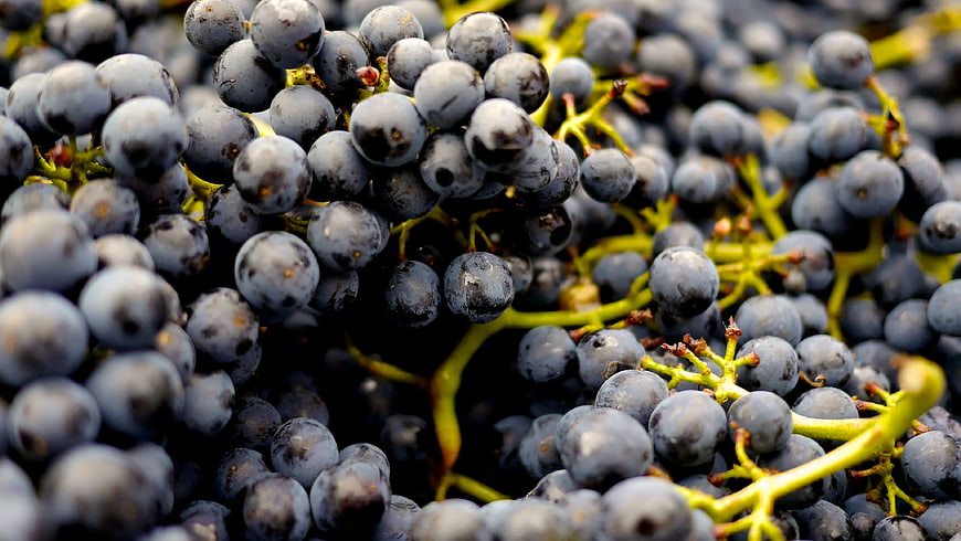 Close-up of Fresh Blue Grapes on the Vine