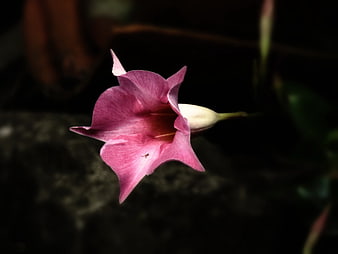 Pink trumpet flower bloom against dark background