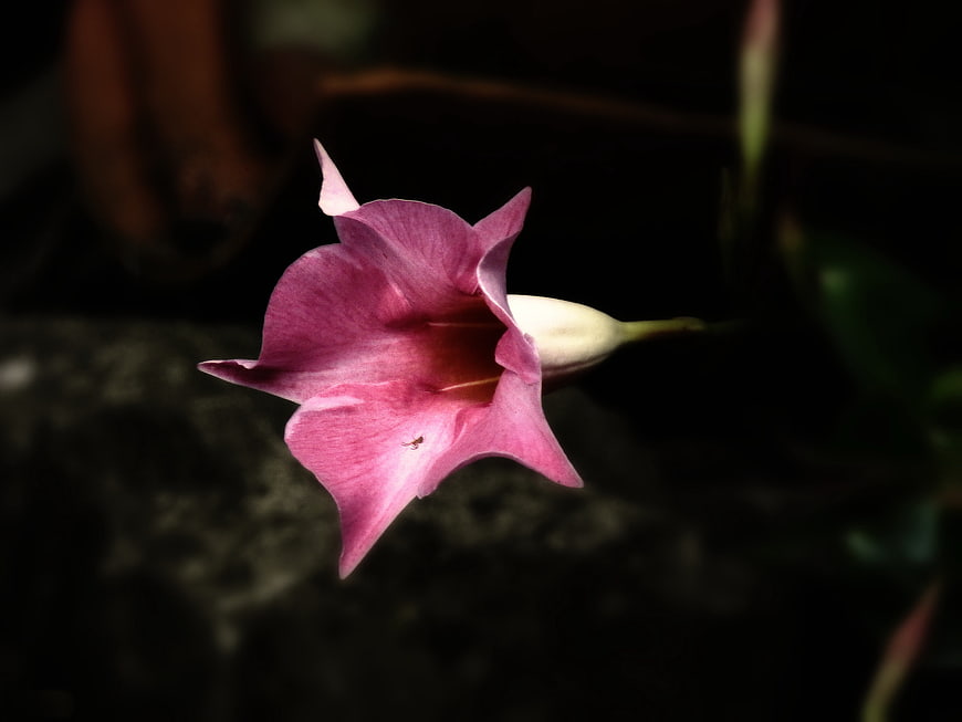 Pink trumpet flower bloom against dark background