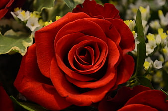 Close-up of a vibrant red rose with white flowers in background