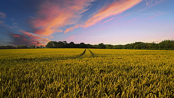 Golden Wheat Field with Dramatic Sunset Sky and Tire Tracks