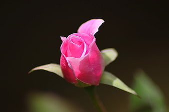 Close-up of a vibrant pink rose bud against a dark background