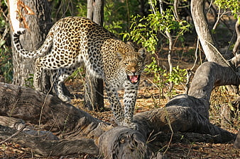 Aggressive Leopard Snarling on Log in African Bush
