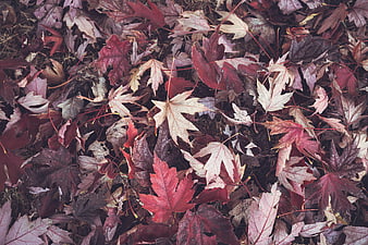 Top view of colorful autumn maple leaves on the ground