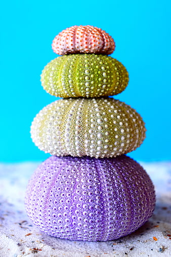 Stack of colorful sea urchins on sand against blue background