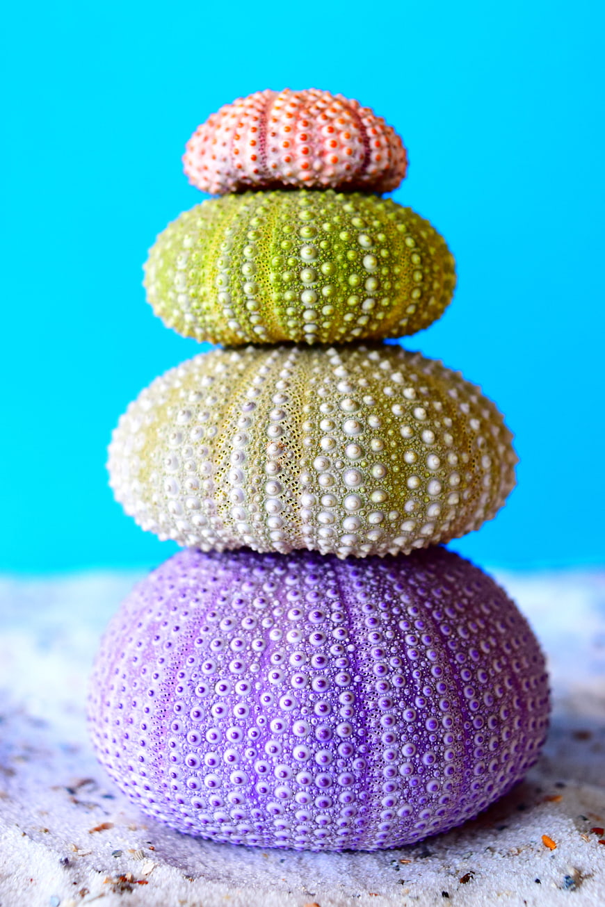 Stack of colorful sea urchins on sand against blue background