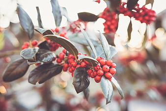 Close-up of red holly berries and green leaves in sunlight