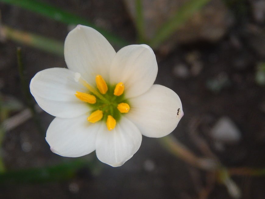 Close-up of a white flower with yellow stamens