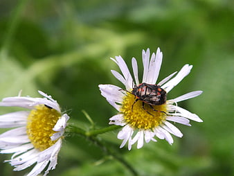 Black and red shield bug on white daisy flower