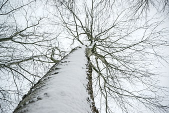 Low Angle View of Snow-Covered Tree Trunk in Winter