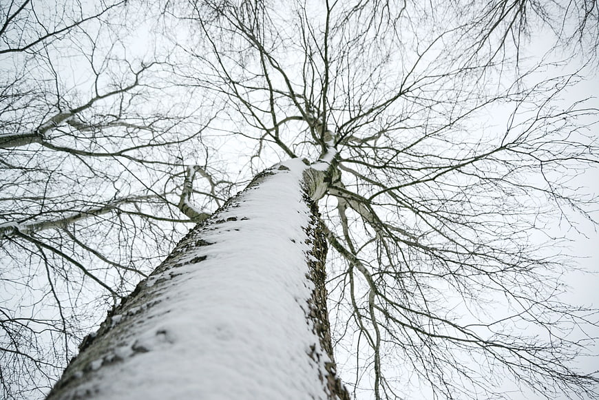 Low Angle View of Snow-Covered Tree Trunk in Winter