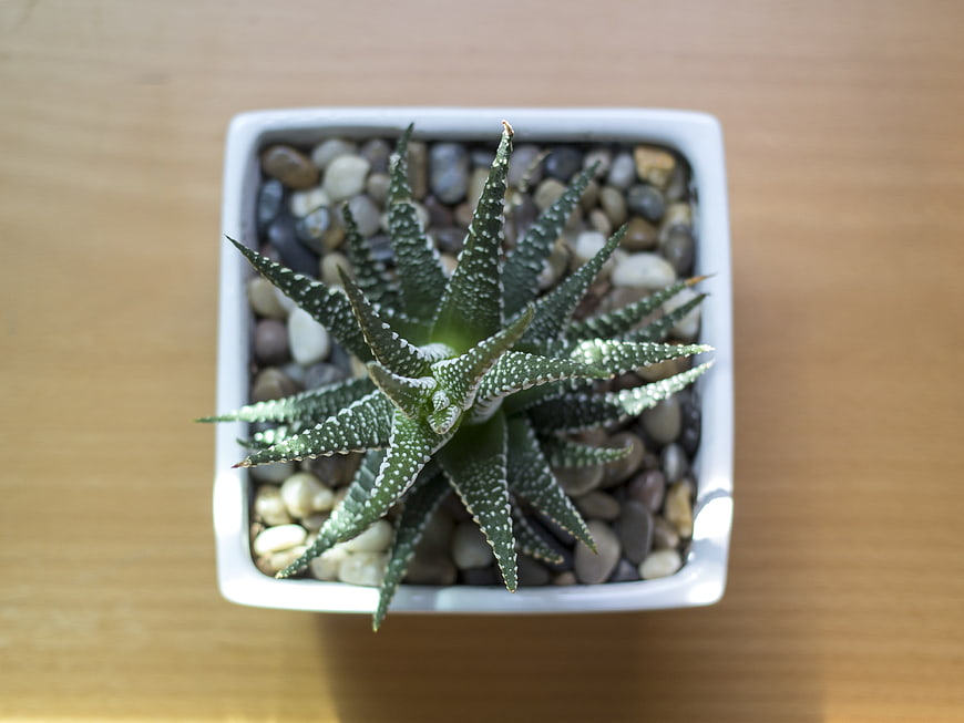 Top View of Haworthia Succulent in White Pot
