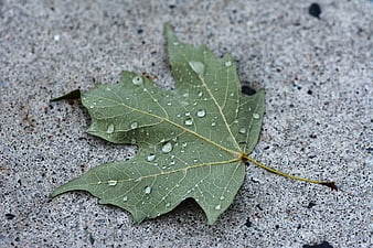 Green maple leaf with water droplets on concrete