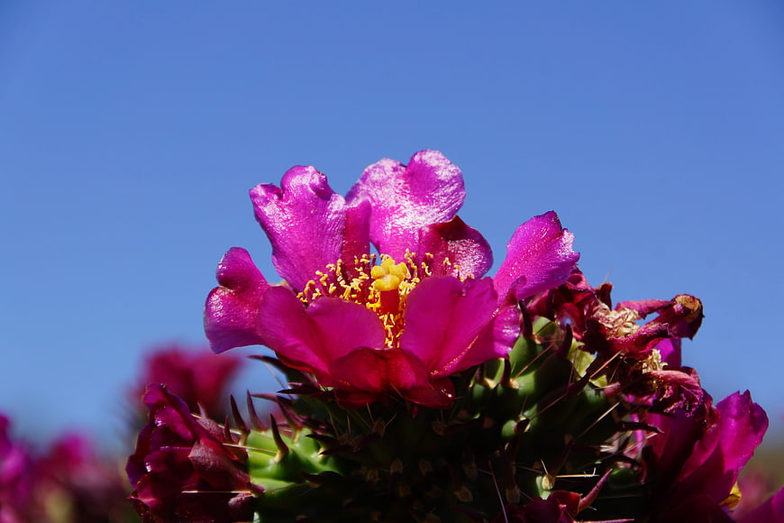 Vibrant Purple Prickly Pear Cactus Flower Against Blue Sky