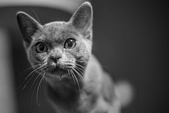 Close-up black and white portrait of a curious cat