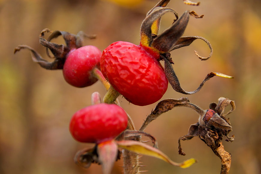 Close-up of red rose hips on a branch in autumn