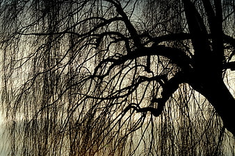 Silhouette of a Weeping Willow Tree Against a Pale Winter Sky