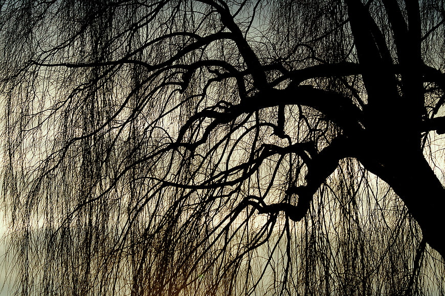 Silhouette of a Weeping Willow Tree Against a Pale Winter Sky