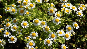 Vibrant Chamomile Flowers in Sunlight