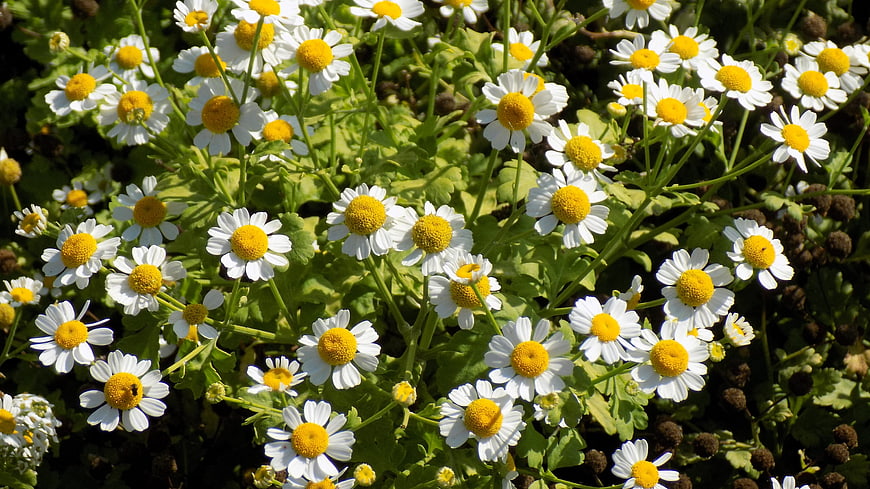 Vibrant Chamomile Flowers in Sunlight