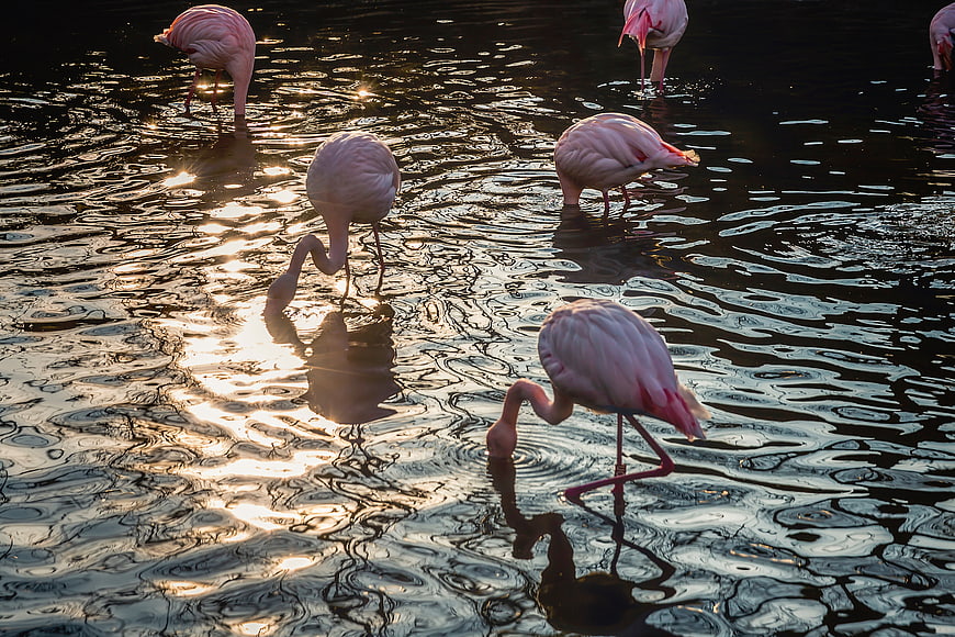 Pink Flamingos Feeding in Water at Sunset