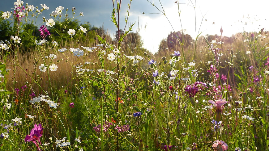 Wildflower Meadow Landscape With White And Purple Blooms In Sunlight