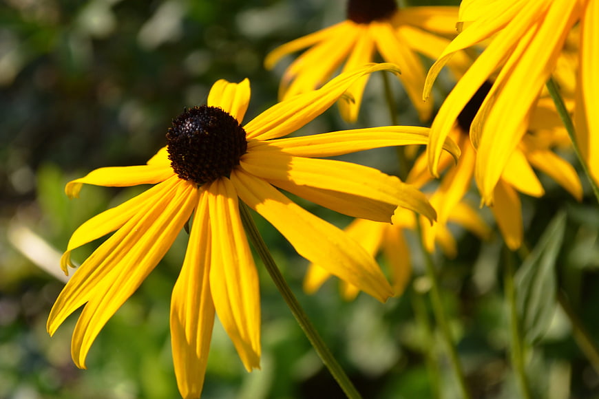 Close-up of vibrant yellow black-eyed susan flowers in garden