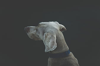 Weimaraner Dog Profile Portrait on Dark Background