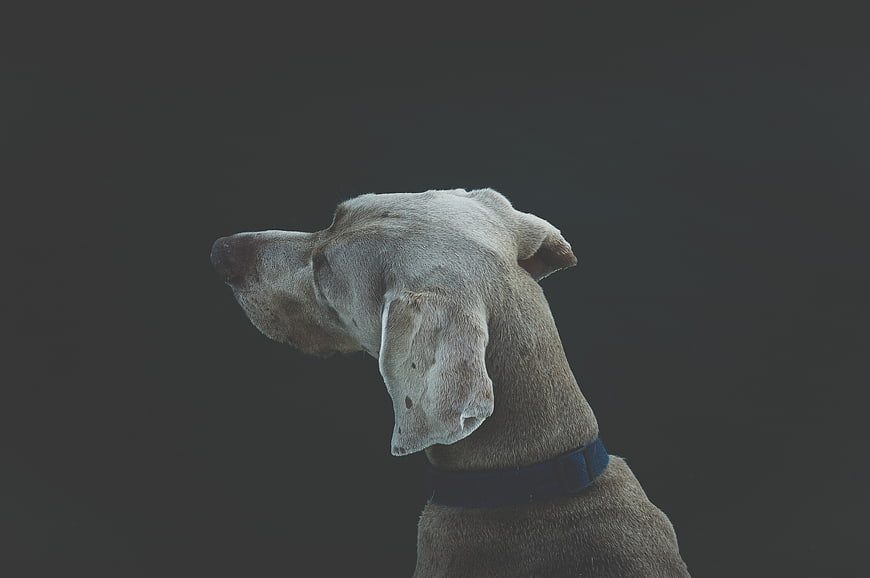 Weimaraner Dog Profile Portrait on Dark Background