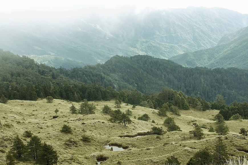 Misty mountain landscape with green forest and grassy meadow