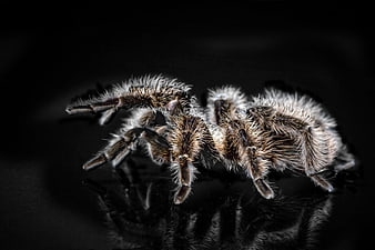 Close-up of Hairy Tarantula on Black Reflective Surface