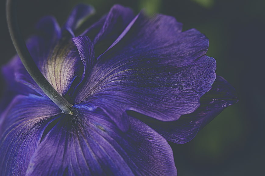 Close-up of a dark purple flower with intricate petal texture