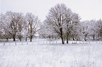Snow-covered trees in a winter field landscape