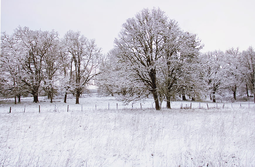 Snow-covered trees in a winter field landscape