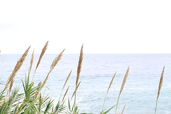 Tall Beach Grass Silhouettes Against Calm Blue Ocean
